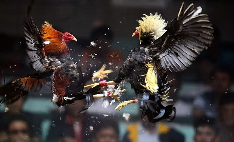 Cách Chơi Đá Gà Sabong Tại HB88 Hướng Dẫn Dành Cho Người Mới Tham Gia 1 Cách Chơi Đá Gà Sabong Tại HB88 Hướng Dẫn Dành Cho Người Mới Tham Gia